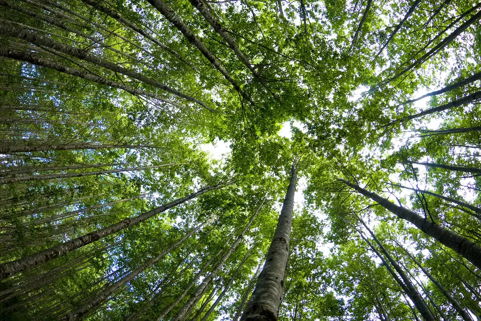 Reforestation and afforestation